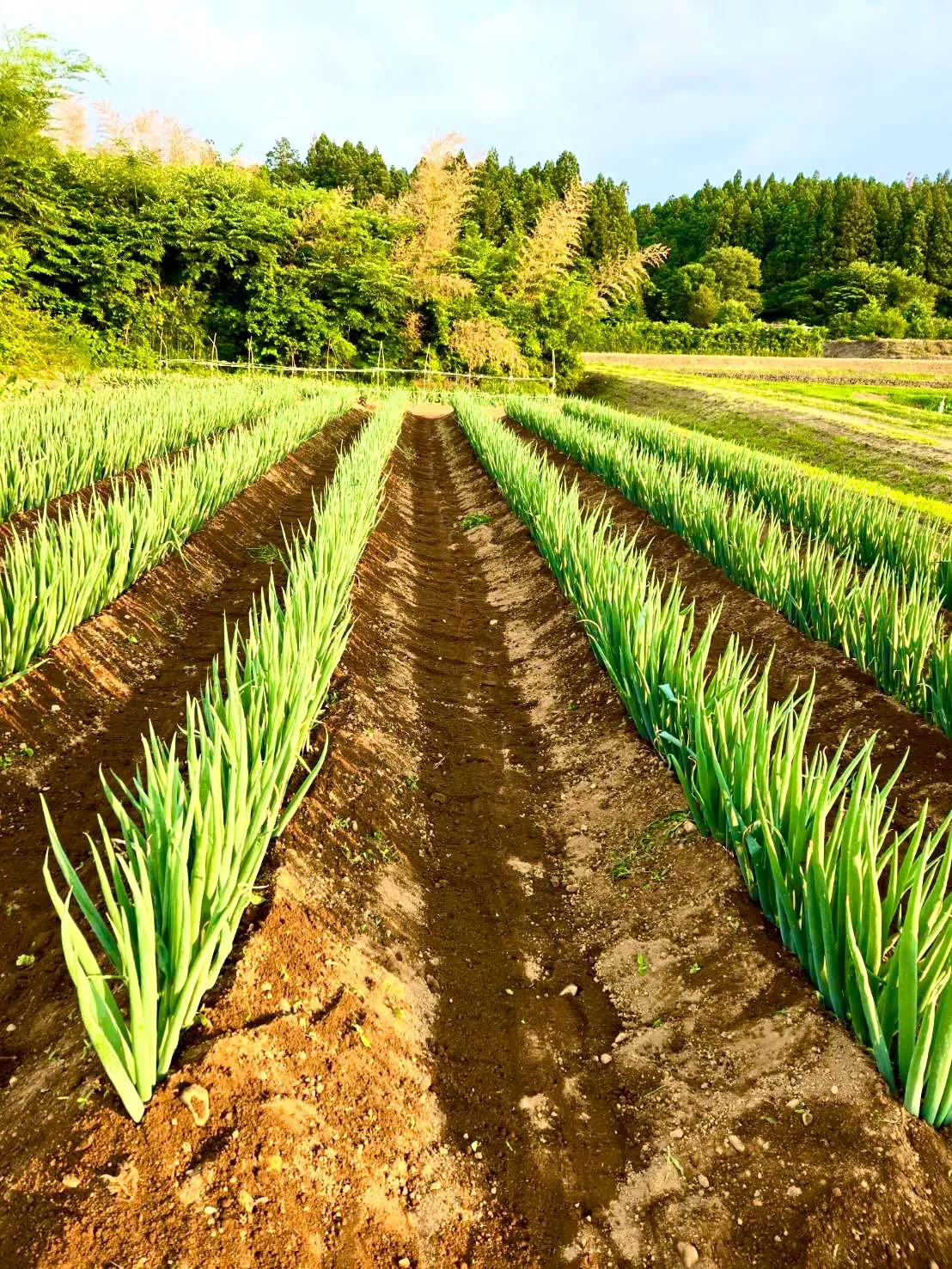 🧑‍🌾 畑から、お店へ。