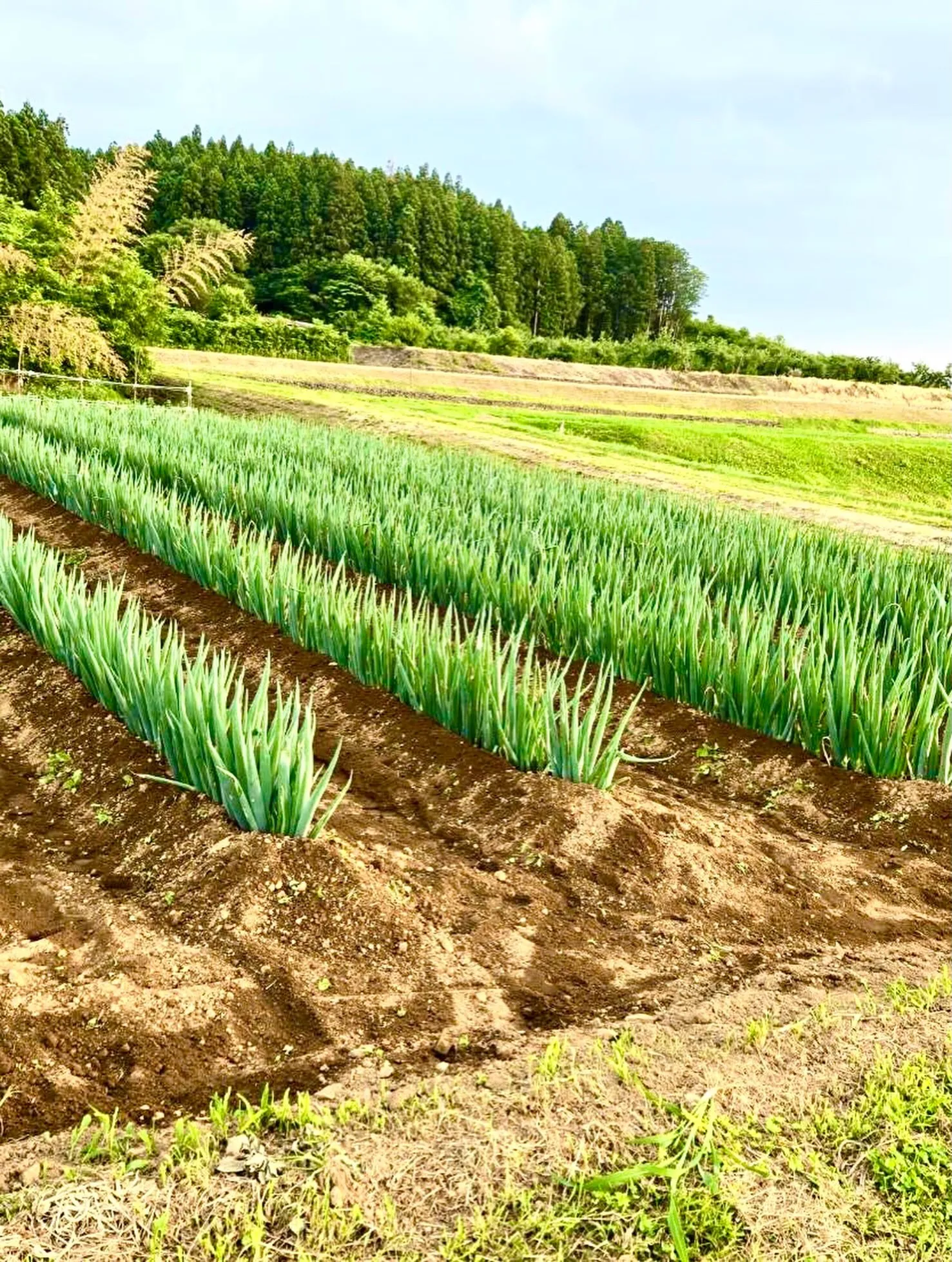 🧑‍🌾 畑から、お店へ。